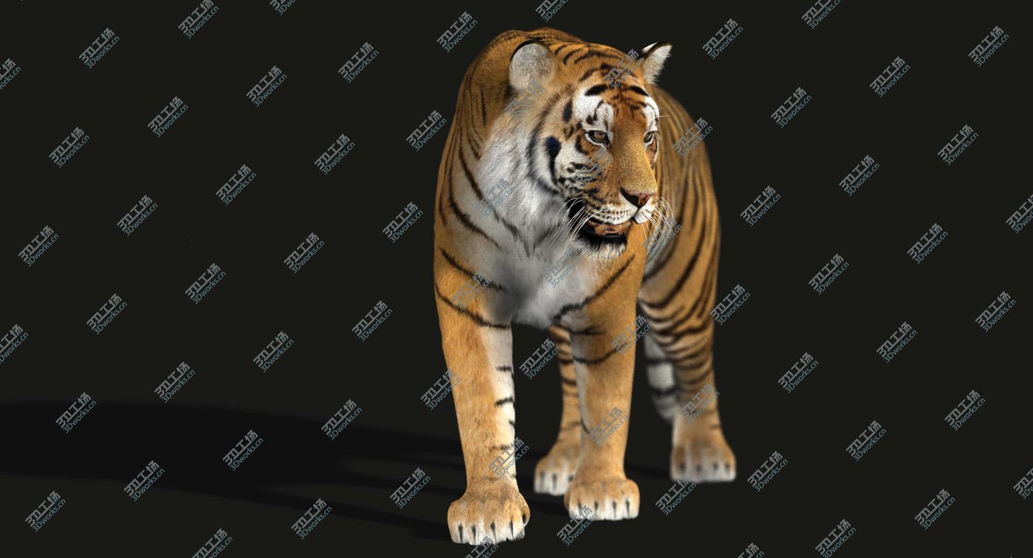 images/goods_img/2021040231/Tiger (3) (Fur)/5.jpg